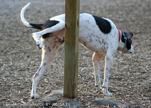 犬がおしっこをするときに上げる足に側性（利き足）はない