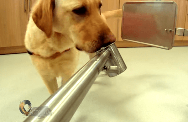 訓練を積んだ犬は90の精度で前立腺がん患者の尿を嗅ぎ分けることができる