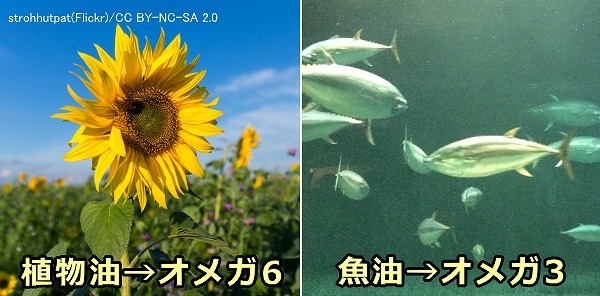 多価不飽和脂肪酸を豊富に含むのは植物油と魚油