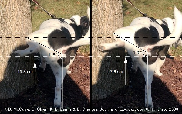 体が小さな犬ほど足を高く上げておしっこを高い場所に残そうとする