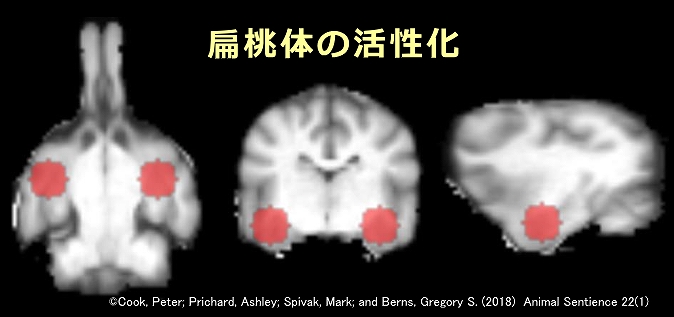 嫉妬に似た感情を抱いているとき、犬の脳内では扁桃体が活性化する