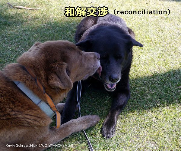 犬における敵対行動後の和解交渉は舐める、一緒に寝る、遊ぶ、あいさつするなど