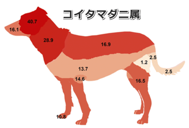 犬の体におけるコイタマダニ属の生息分布図