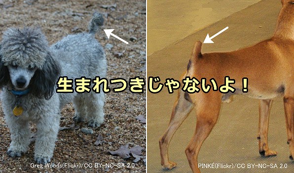 犬種標準で断尾が規定されている犬においては生後間もなく獣医師やブリーダーがしっぽを切り落とす