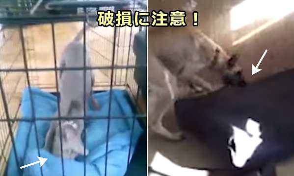 犬がマットや枕を噛みちぎって中身が飛び出すと危険