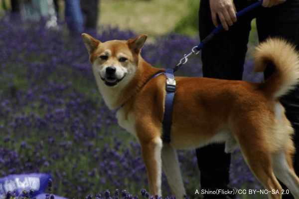 ラベンダーのアロマは犬のリラックスを促すとされている