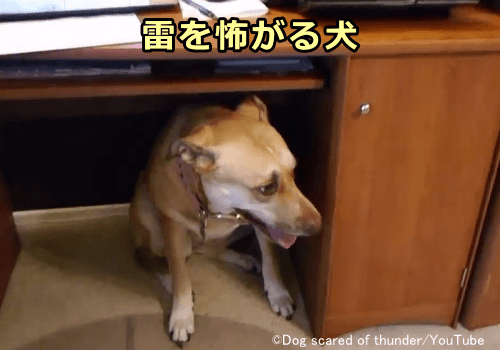 雷の音を怖がる犬