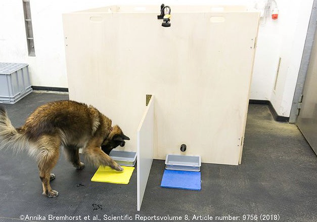犬の選好性を調べるための特殊な実験装置
