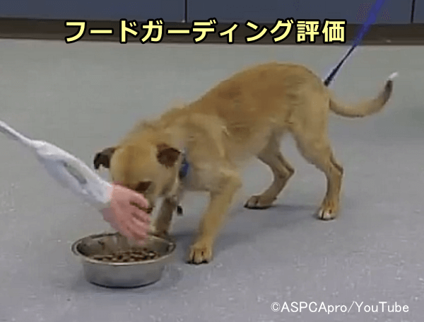 フードガーディングをもつ犬では、食事中に近づいてくる手に対して攻撃性を示す