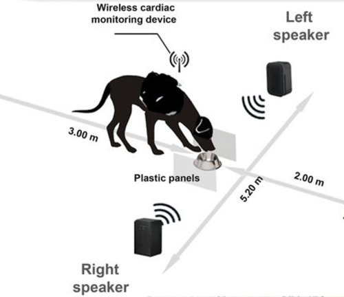 動物の半球機能差を調べるために用いられる顔向けパラダイム（head orienting paradigm）