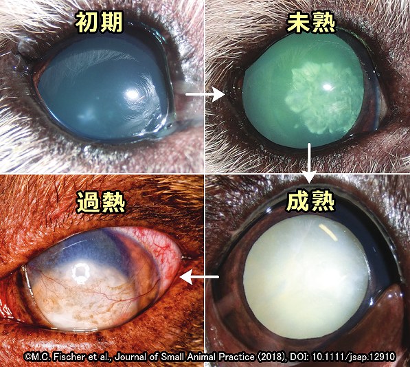 犬の白内障は初期→未熟期→成熟期→過熟期の順で進行する