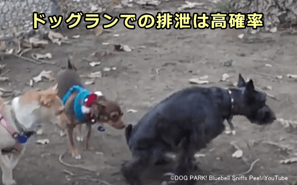 ドッグランの中で犬が排泄行動する確率はかなり高い