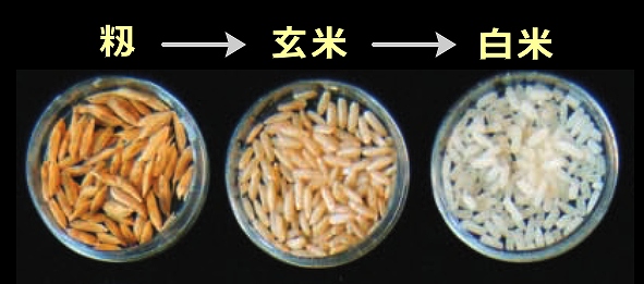 籾・玄米・白米の違い