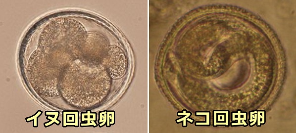 ネコ回虫卵とイヌ回虫卵の顕微鏡比較写真