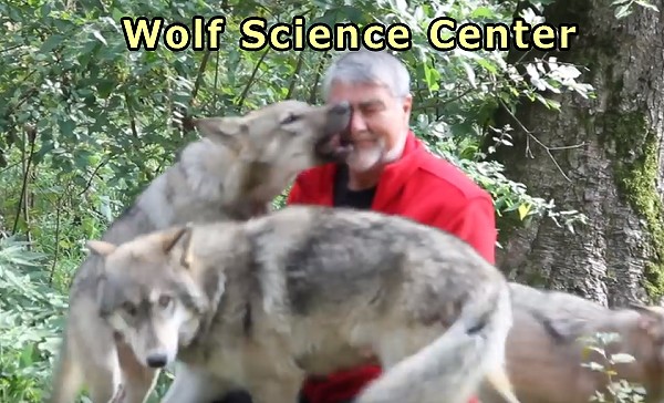 ウィーンにある「Wolf Science Center」で飼育されているオオカミたち