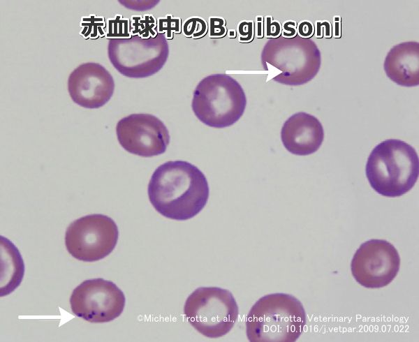 赤血球中に侵入した「B.gibsoni」の顕微鏡写真