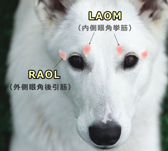 犬の顔面における内側眼角挙筋（LAOM）と外側眼角後引筋（RAOL）の位置関係