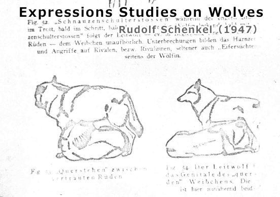 Rudolf Schenkelの著書「Expressions Studies on Wolves」に描かれたオオカミのイラスト