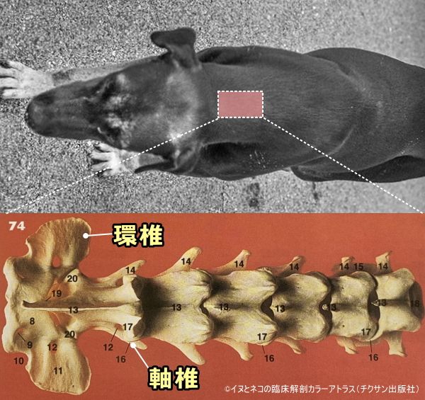 犬の環軸関節解剖図