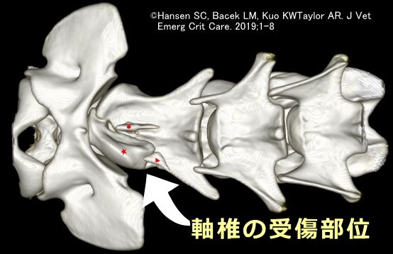 外傷性環軸関節亜脱臼を発症した犬のCT画像