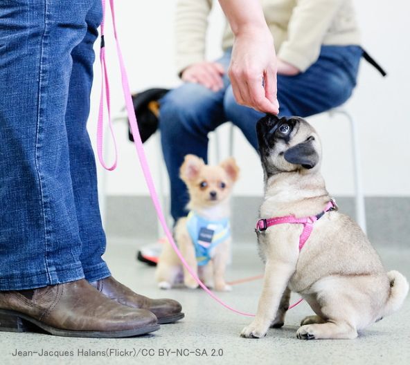 パピークラスは飼い主に対して正しい躾け方をレクチャーするための重要な場