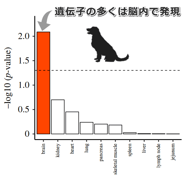 犬の行動特性に影響を及ぼす遺伝子の多くは脳内で発現する