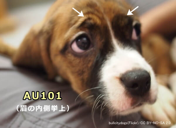 犬の「AU101」（眉の内側挙上）