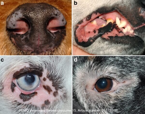 犬の尋常性白斑症状（色素の部分的な脱落）が現れやすい場所