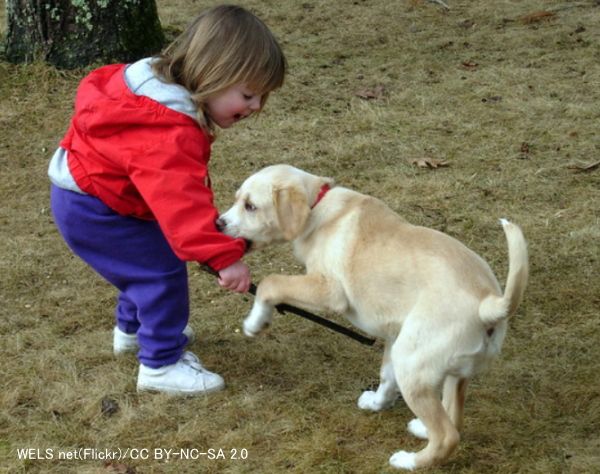 子供を犠牲者とした犬による咬傷事故には「夏に多い」という季節性がある