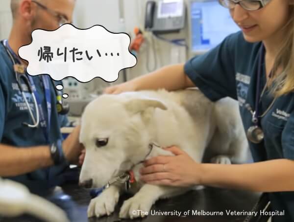 およそ半数の犬たちは動物病院に対して恐怖反応や拒絶反応を示す