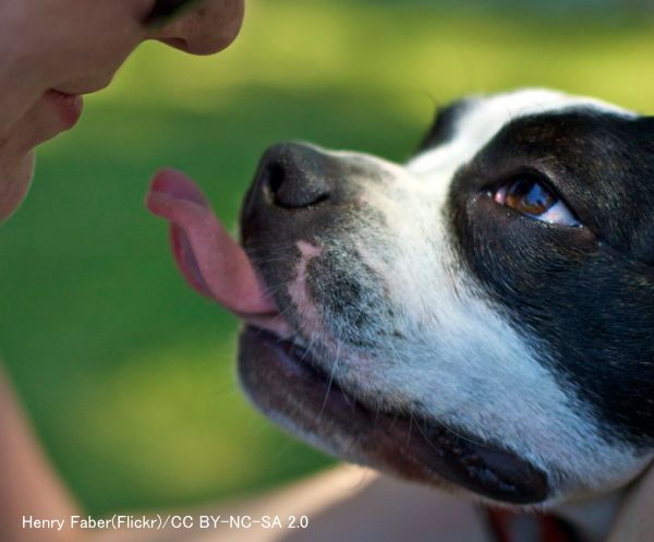 C.ディフィシルは犬が飼い主を舐めることによって人間にうつる