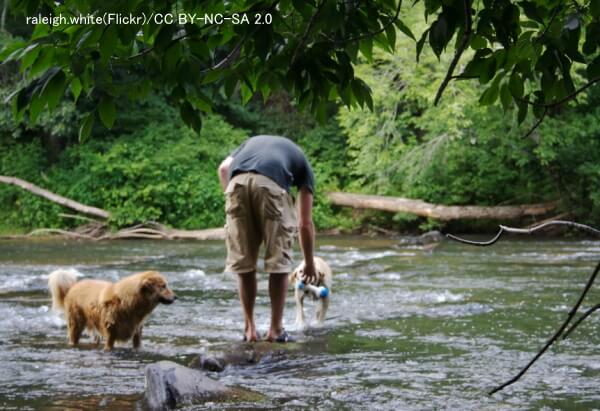 犬を水辺で遊ばせる時はレプトスピラへの感染に要注意!