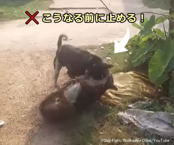 犬が首筋や首元に噛み付いて激しく揺さぶるのはじゃれ合いではなく攻撃行動