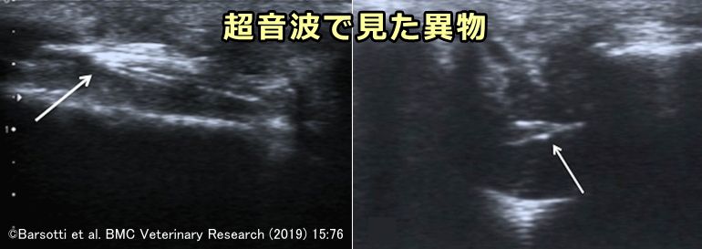 超音波検査機器で確認できた犬の涙嚢内異物