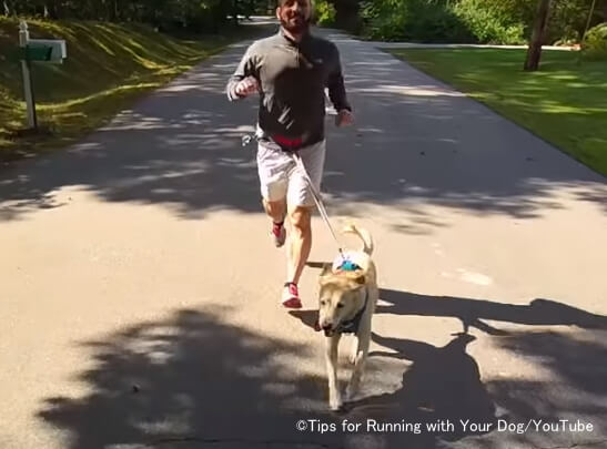 犬とジョギングする習慣がある人はハーネスによる筋骨格系への負担に警戒が必要