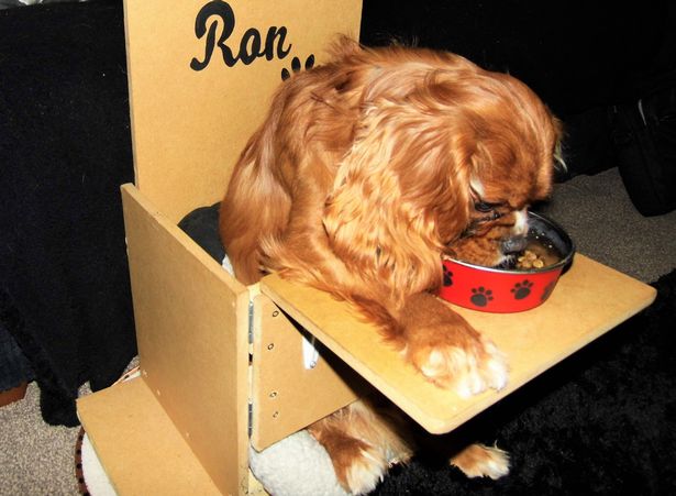 巨大食道症を患うイギリスのキャバリアキングチャールズスパニエル「ロン」の食事風景