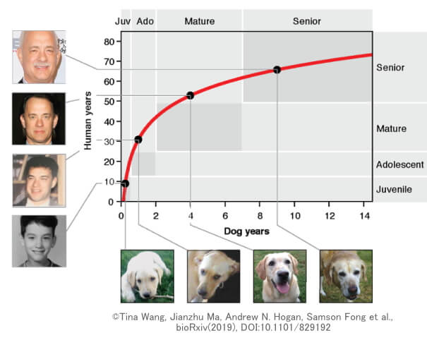 犬と人間の加齢速度対応グラフ