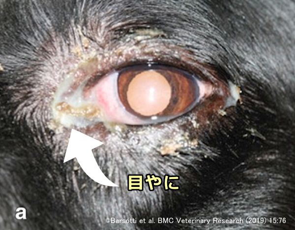 涙嚢炎を発症した犬の眼球からの排出液