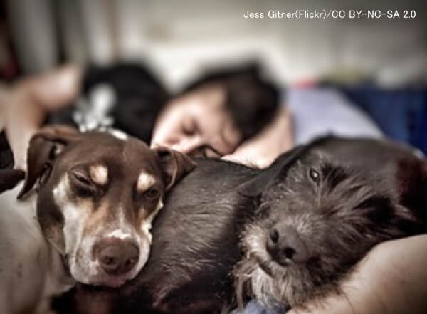 犬と一緒に寝ている人は睡眠中頻繁に起こされる
