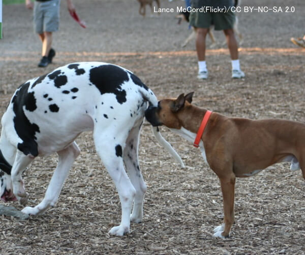 C.ディフィシルは犬同士がお尻の嗅ぎ合いをする時に伝染する