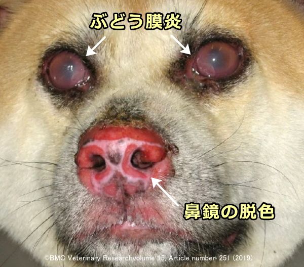 犬のぶどう膜皮膚症候群(UDS)で見られるぶどう膜炎と色素脱失