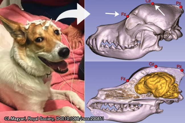 犬の頭蓋骨に非侵襲的に取り付けられた脳波計の電極