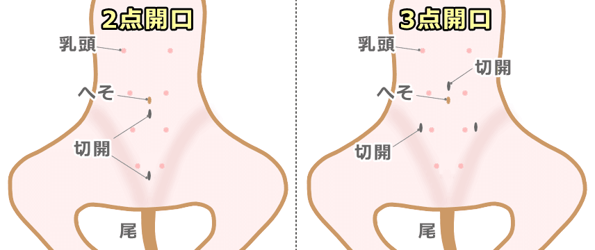 犬の腹腔鏡避妊手術における代表的な開口部