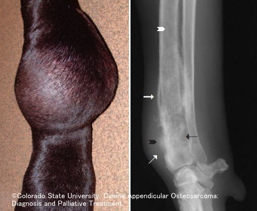 犬の四肢に発症した骨肉腫