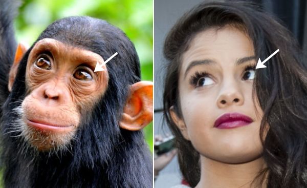 チンパンジーと人間とでは黒目と白目のコントラスト比が大きく異なる