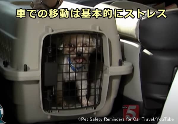 犬のストレス要因は車そのものではなく車による移動