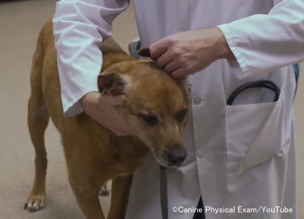動物病院で診察を受ける犬は強いストレスを感じやすい