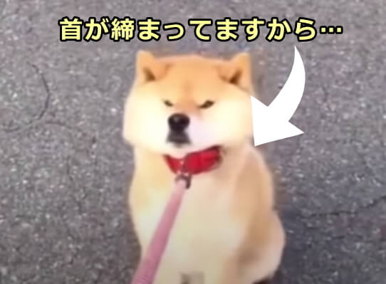 日本国内に蔓延する「拒否犬が可愛い」という動物虐待まがいの風潮