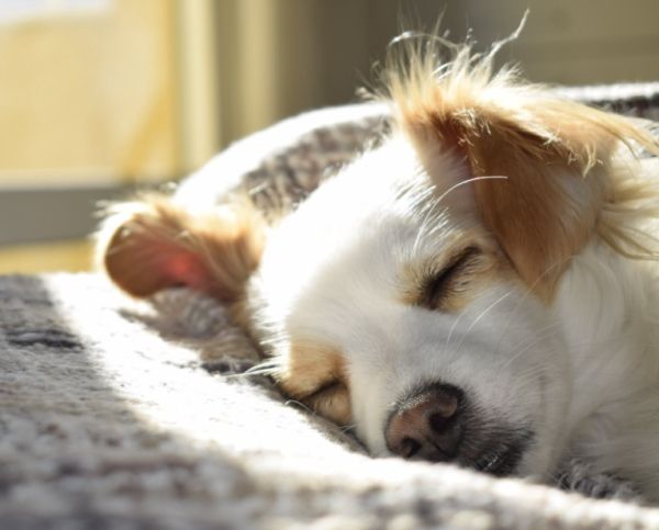 犬に睡眠薬を投与する危険性 種類 副作用から誤飲したときの対処法まで 子犬のへや