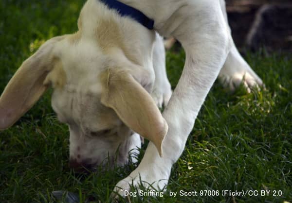 犬が地面の匂いを嗅いでいる時、他の犬が残した足の裏の匂いを感知しているかもしれない